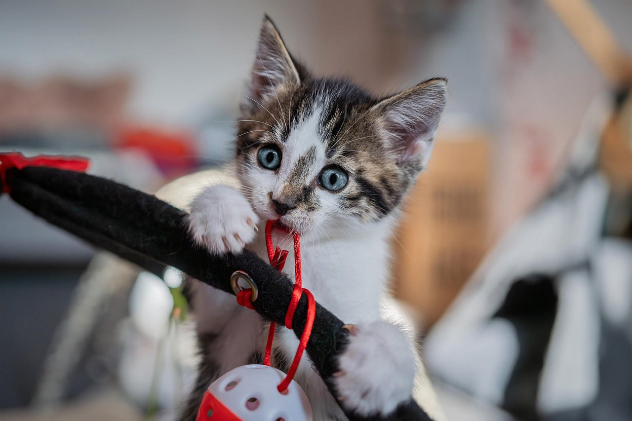 Pet Supplies